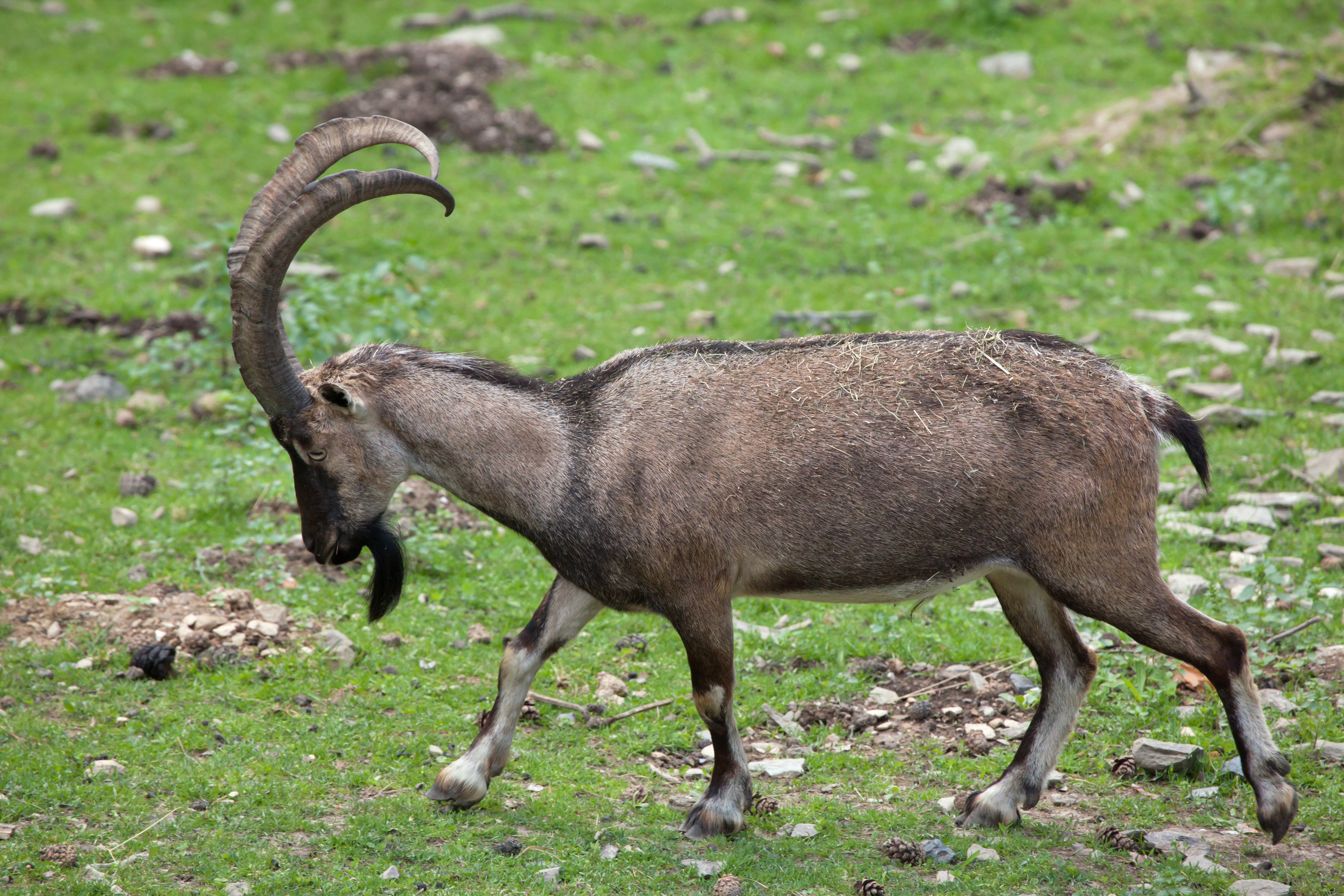 Asiatic Mouflon 