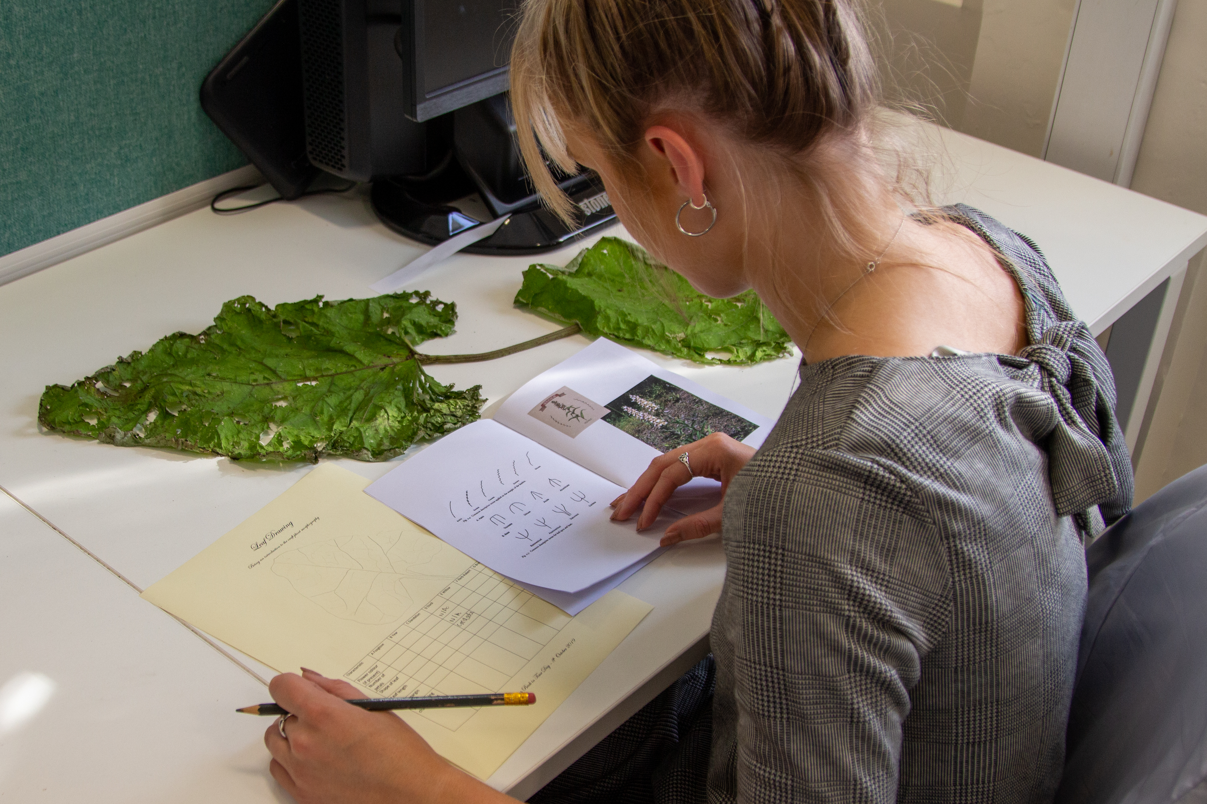 Leaf Drawing