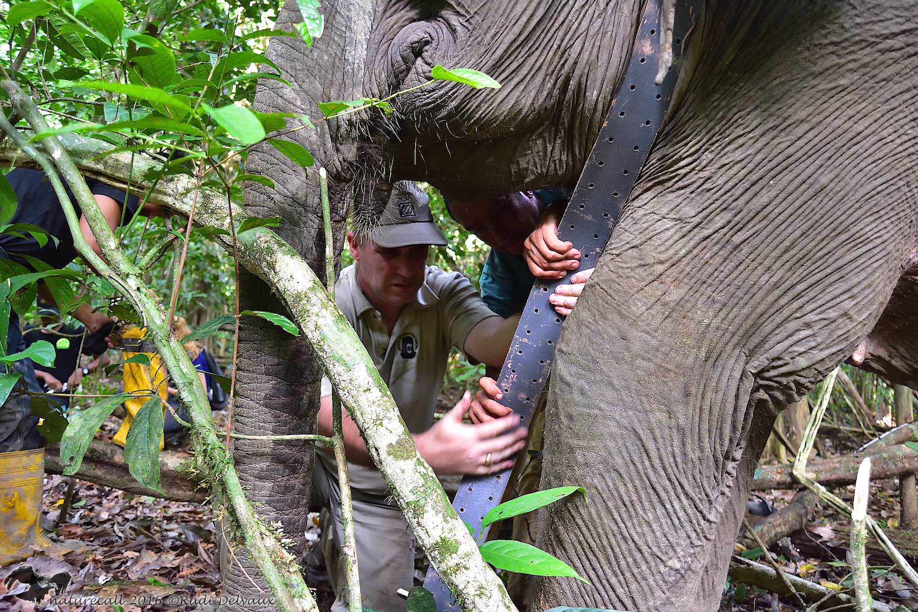 Benoit fitting elephant with GPS collar