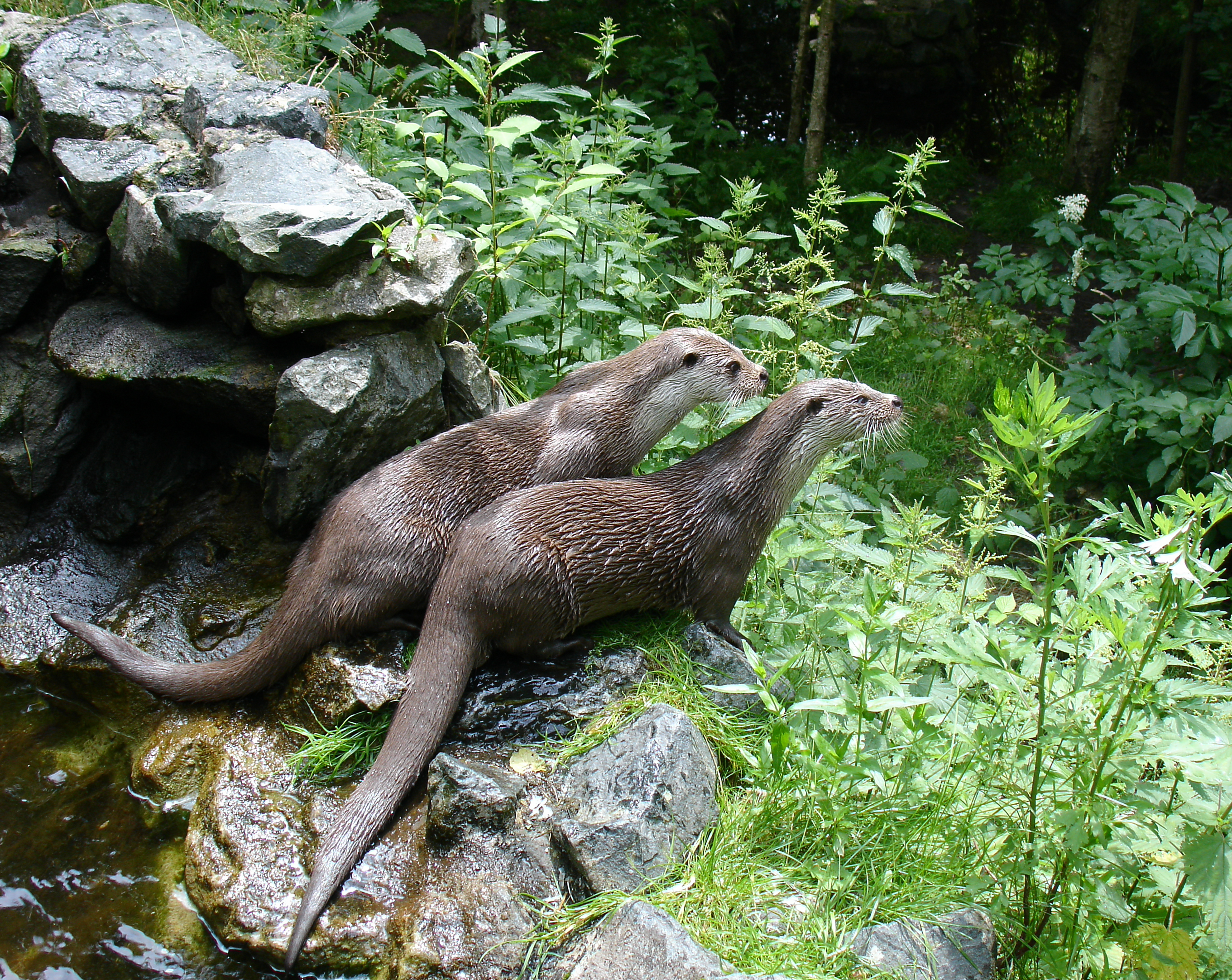 Image of two European otters