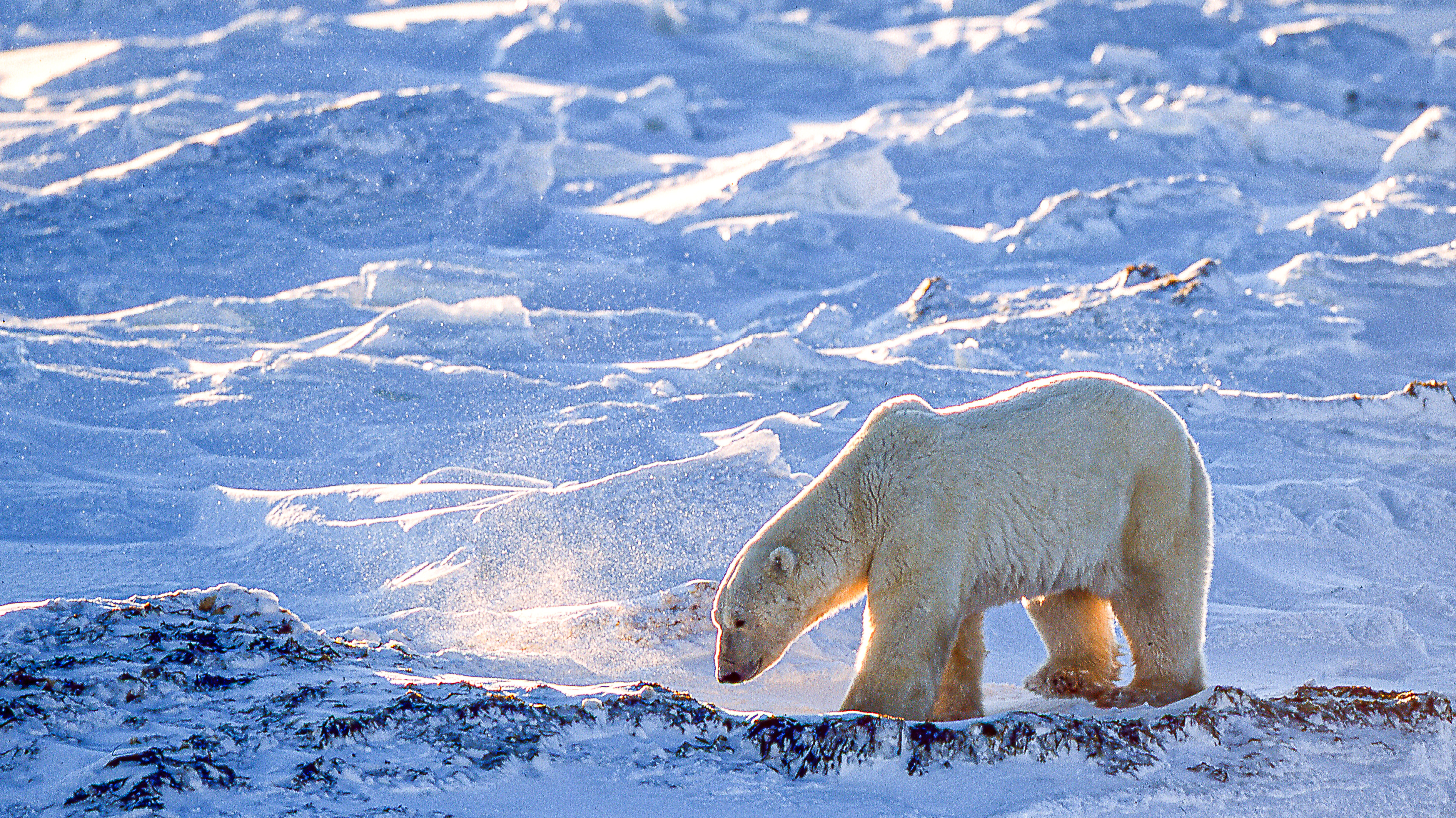 Polar bear