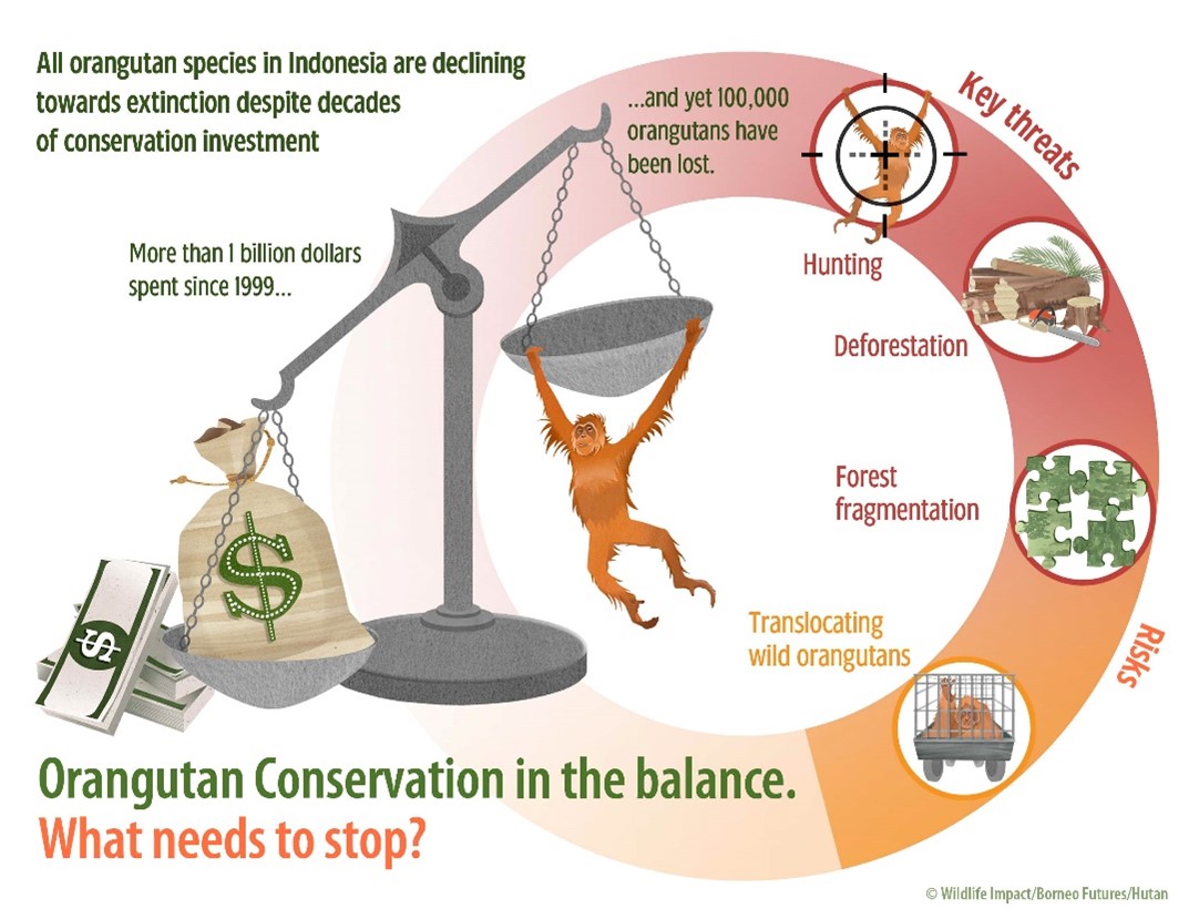 Orangutan conservation infographic