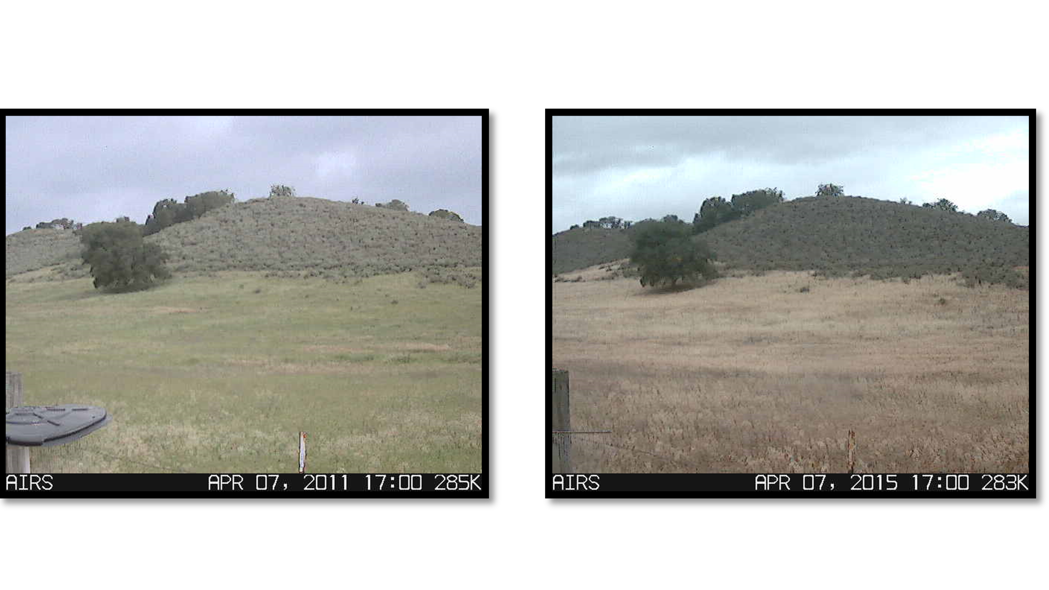 Picture Browned Grass California