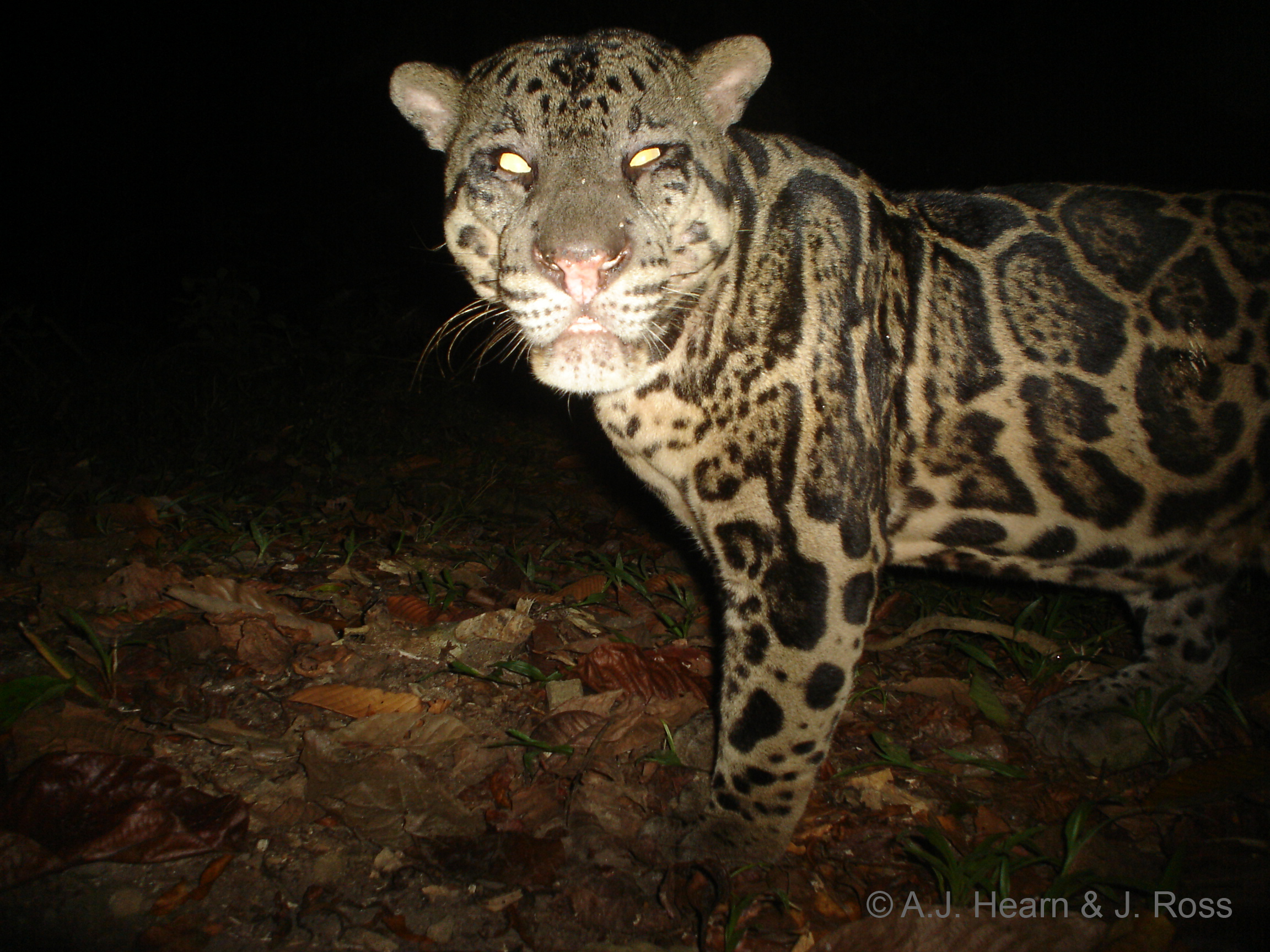 Camera trap picture of a Sunda clouded leopard in the Ulu Segama Forest Reserve