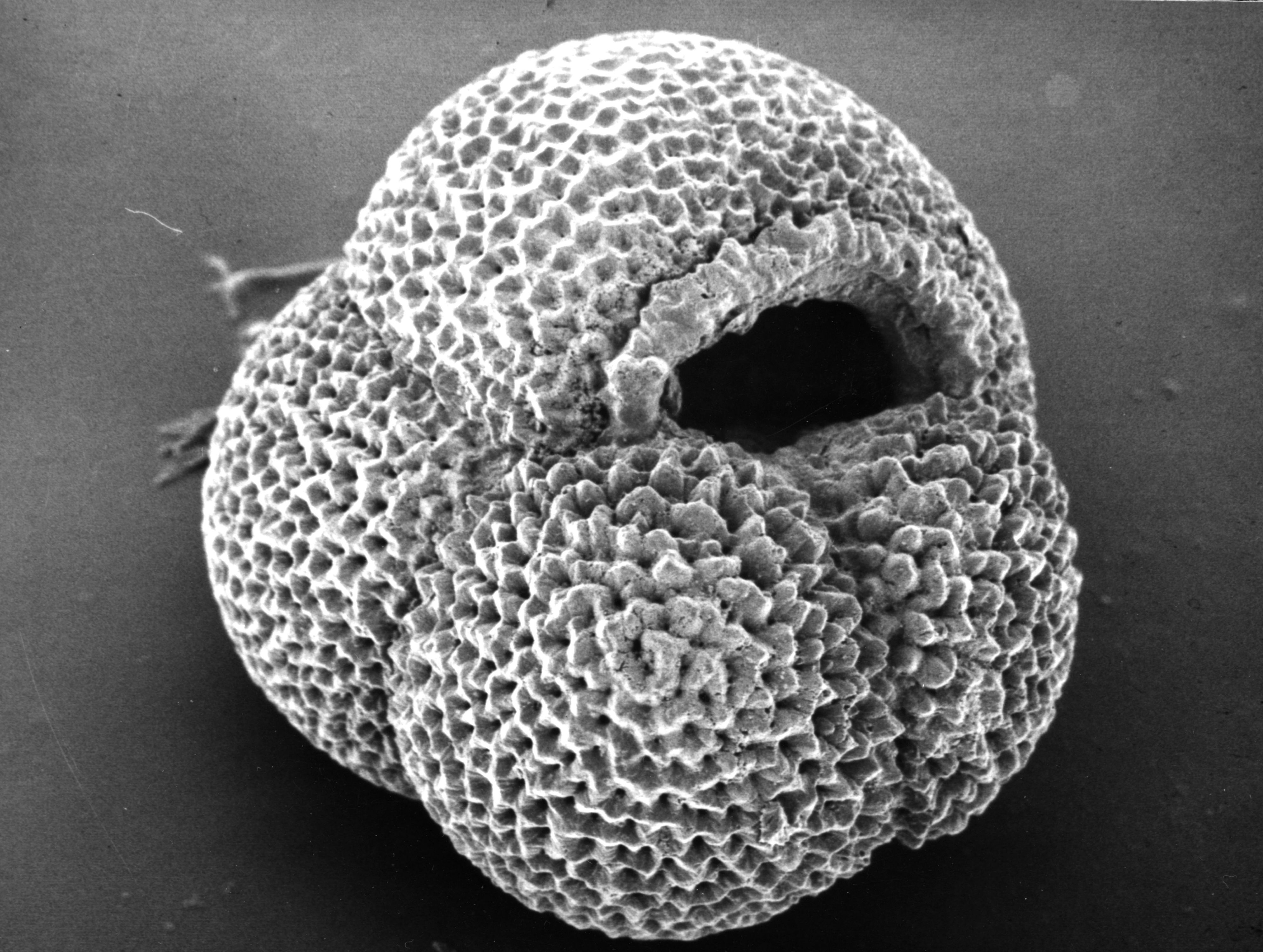 seafloor sediment fossil