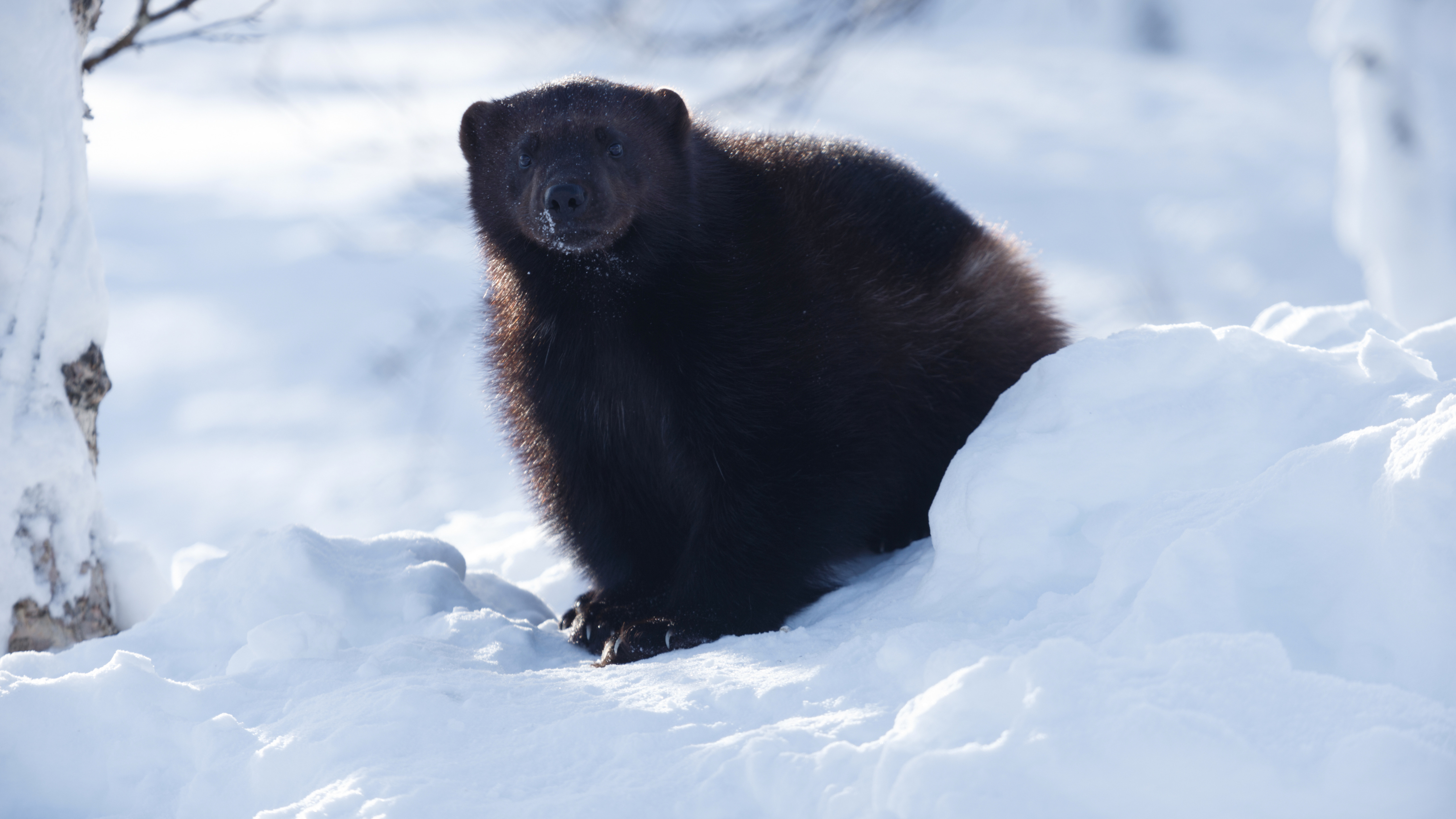 Arctic wolverine