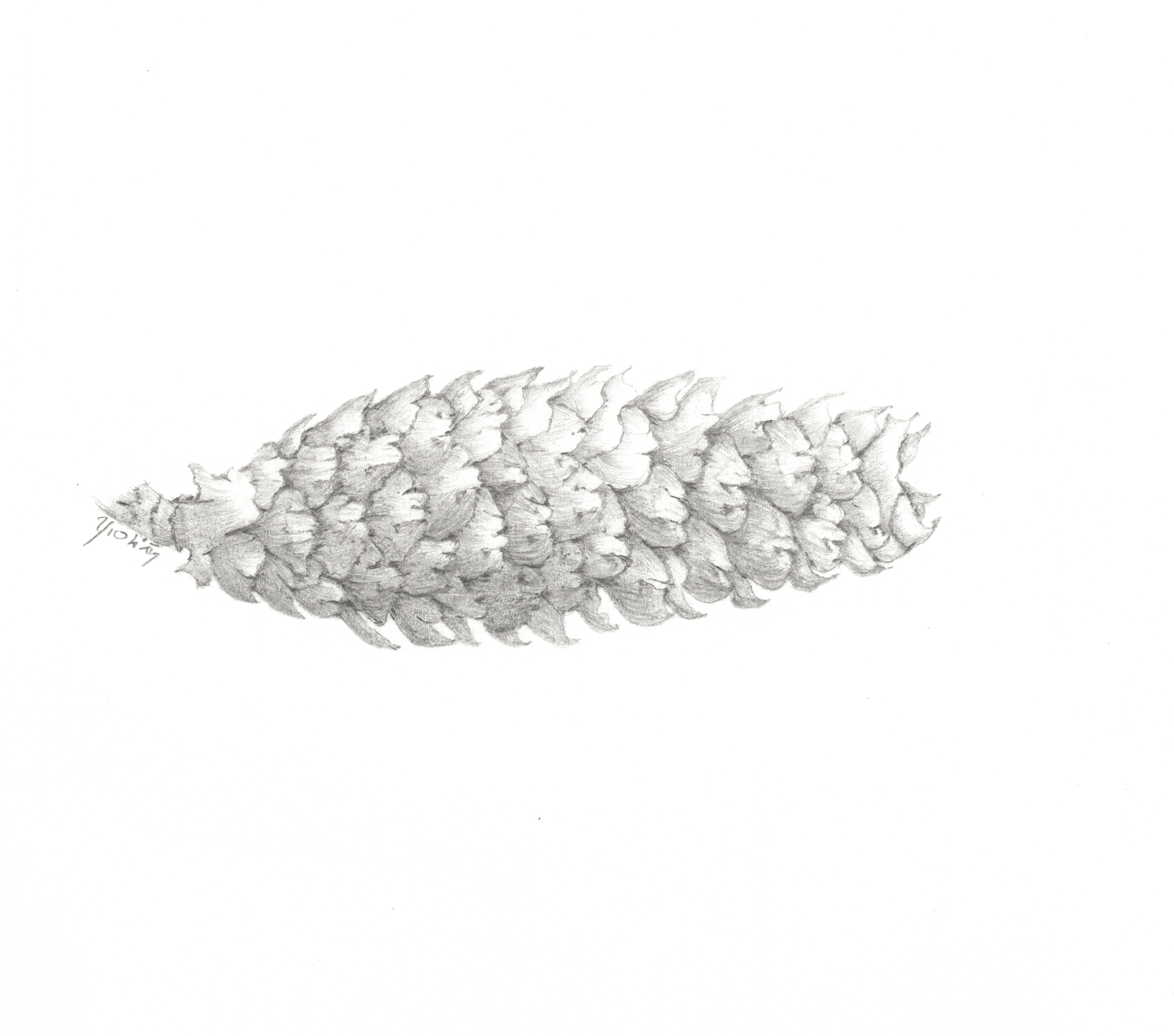 sitka spruce cone