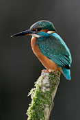 Kingfisher