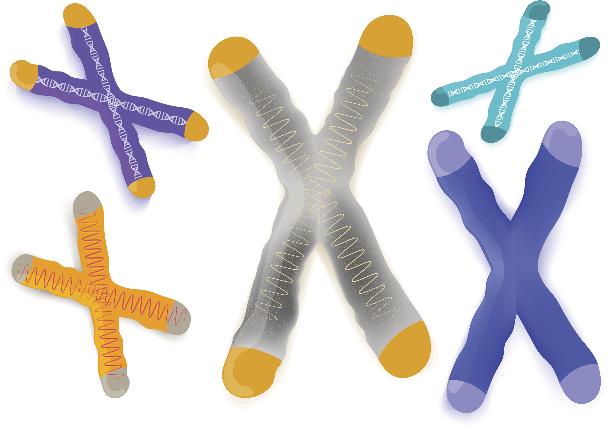 Chromosones with telomeres highlighted