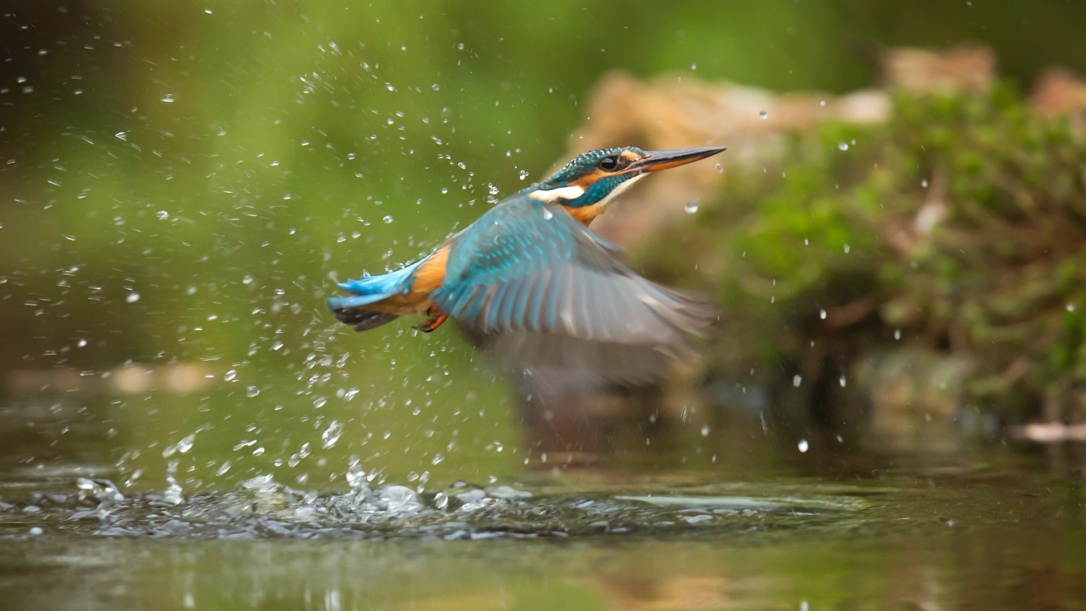 Riverbird(1)