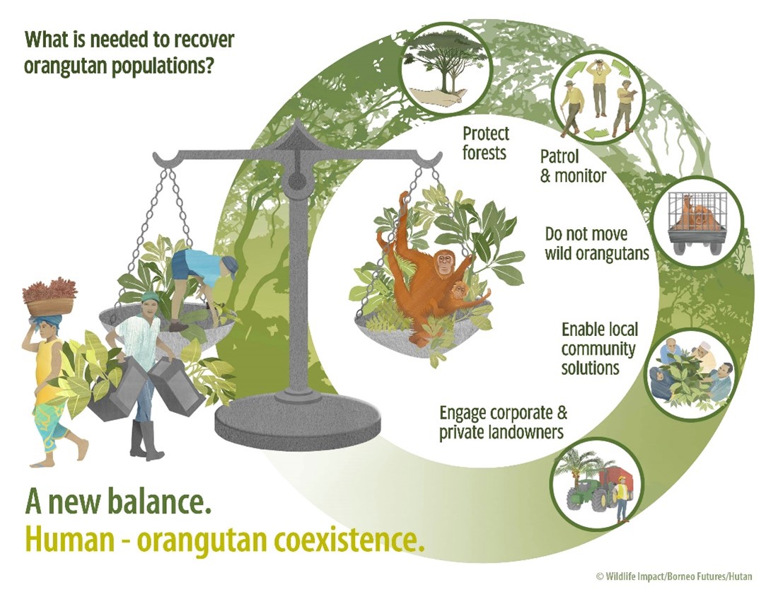 Infographic about what is needed to recover orangutan populations