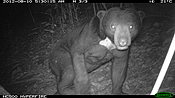 Malayan sun bear (Helarctos malayanus) 