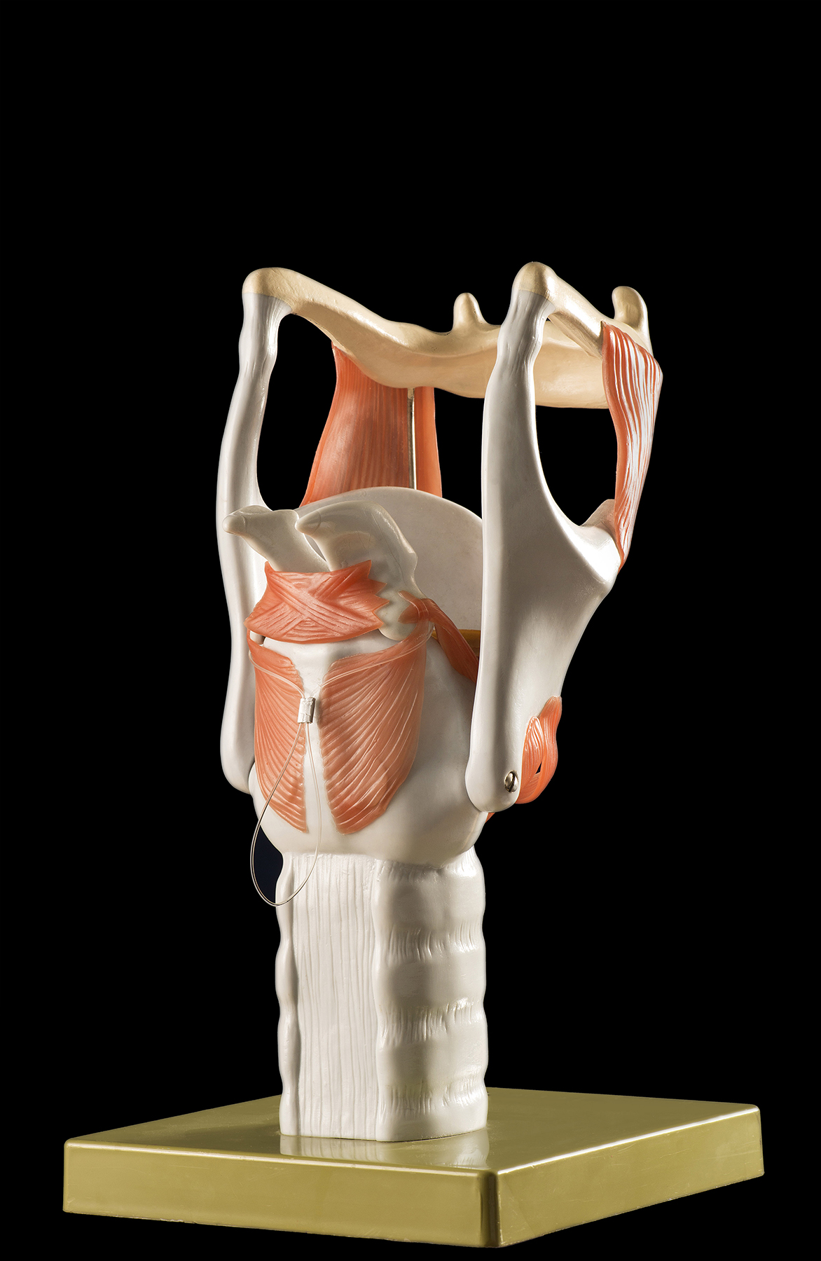 Philippa Stiff & Jess Leonard Bronze Award - anatomical model: trachae