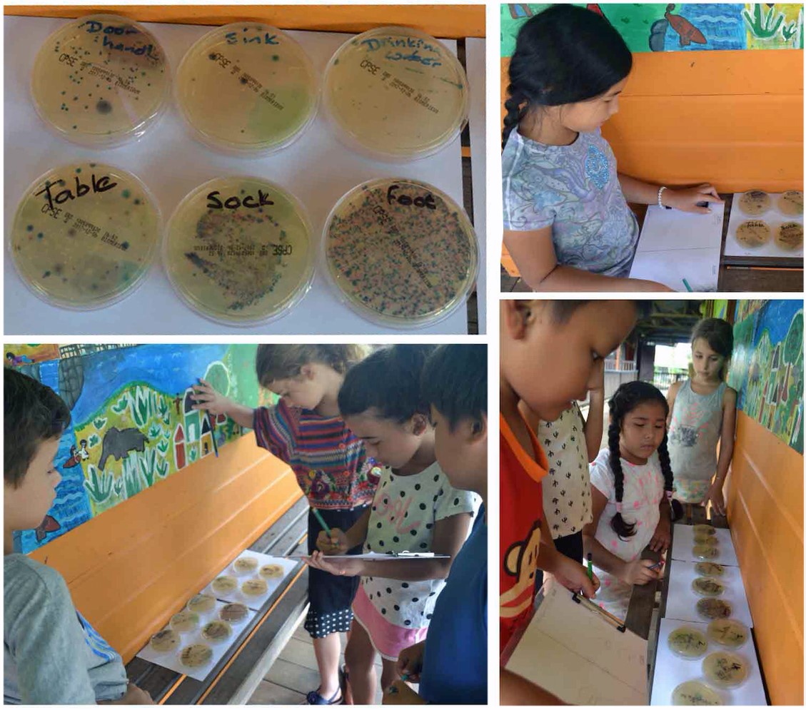 French Guiana activity 1
