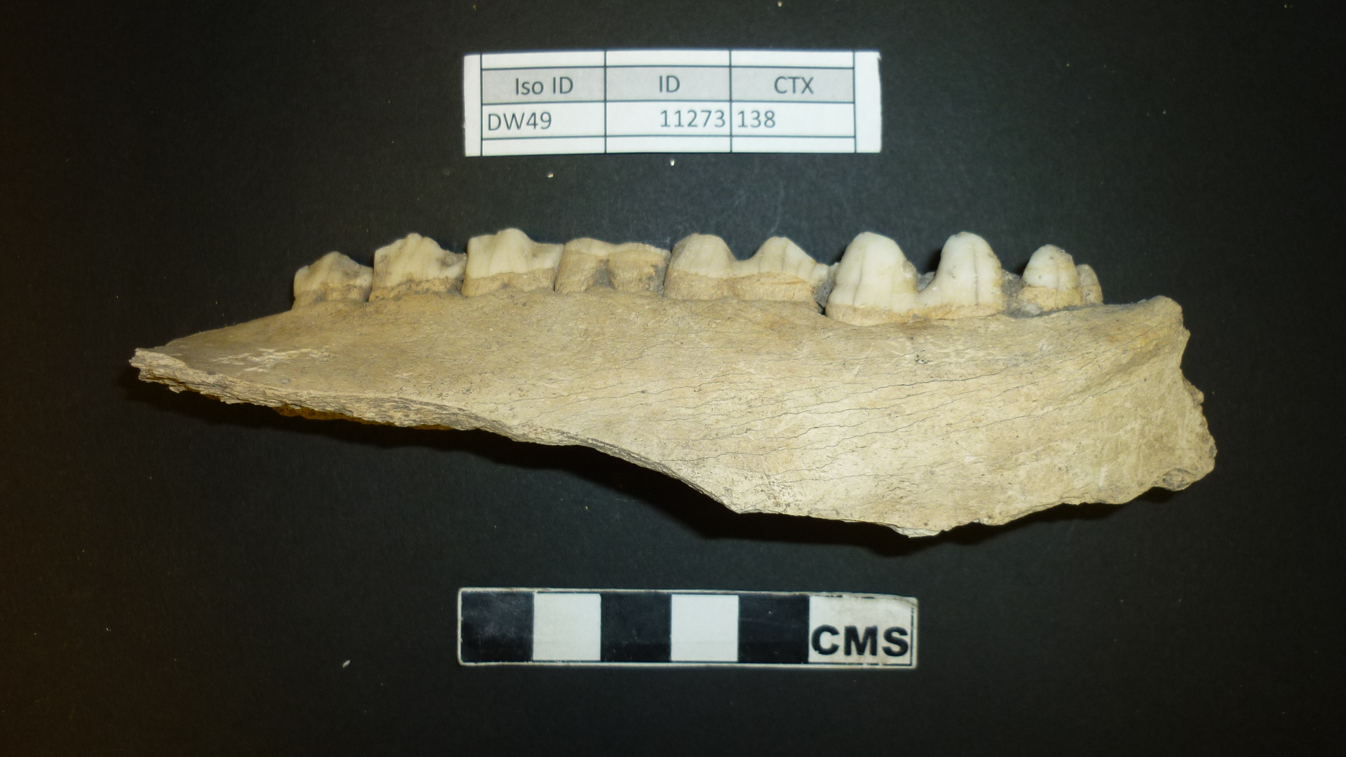 Pig bone