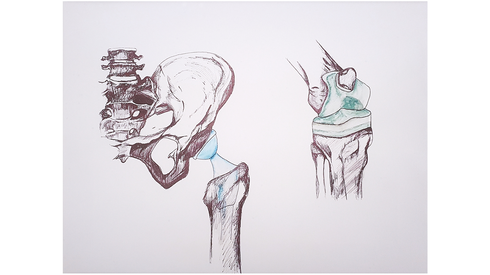 21st Century Anatomy