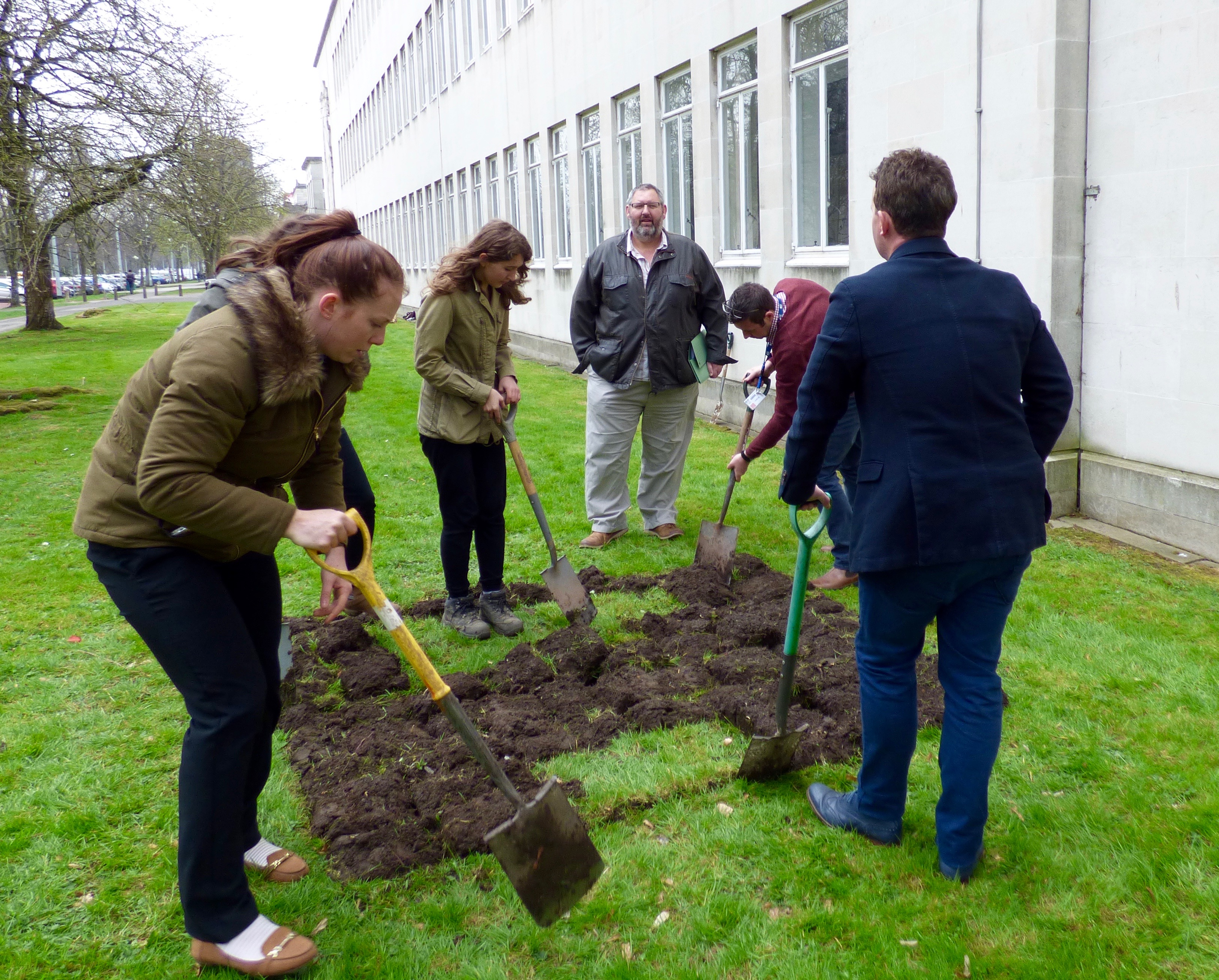 redwood planting 3