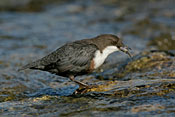 Britain&rsquo;s urban rivers bounce back