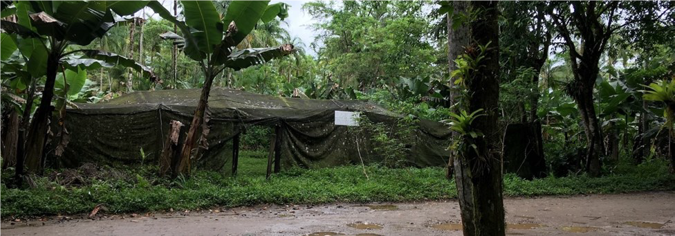 section of rain forest with shelter for scientific testing.