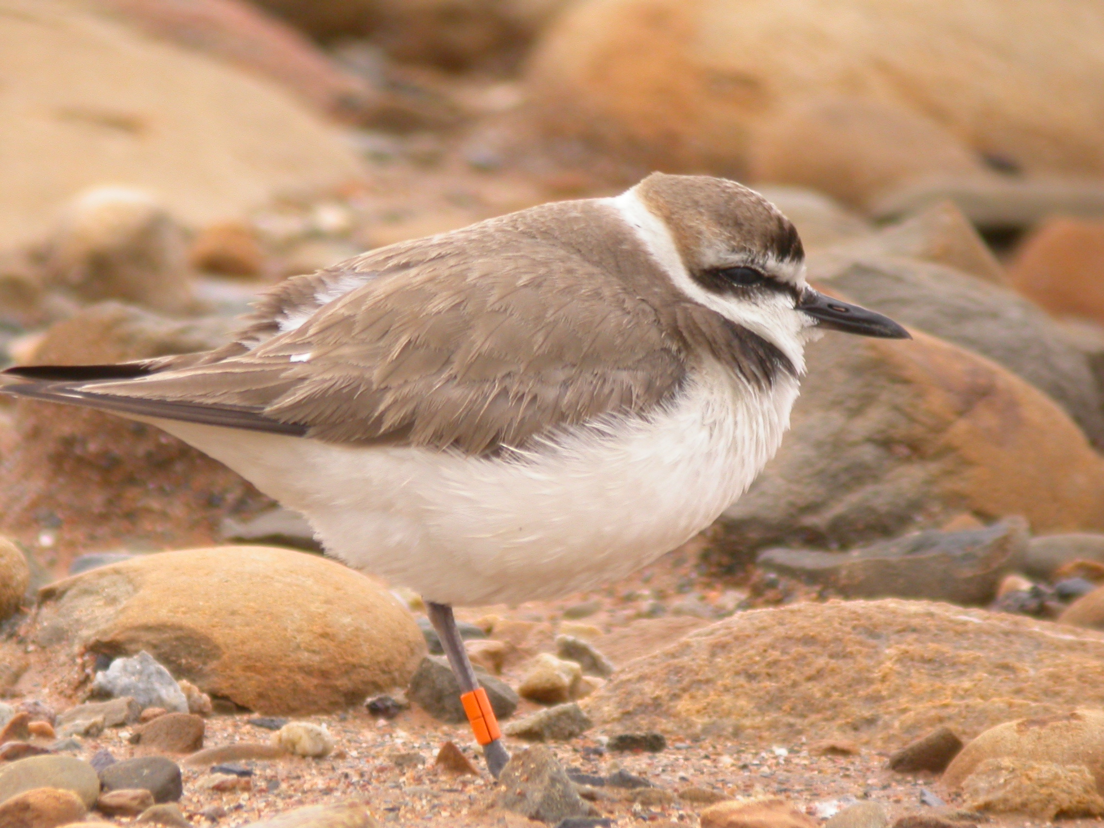 Bird on pebbly beach