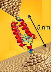 Electronics of nature's nano machines