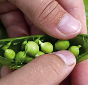 Peas