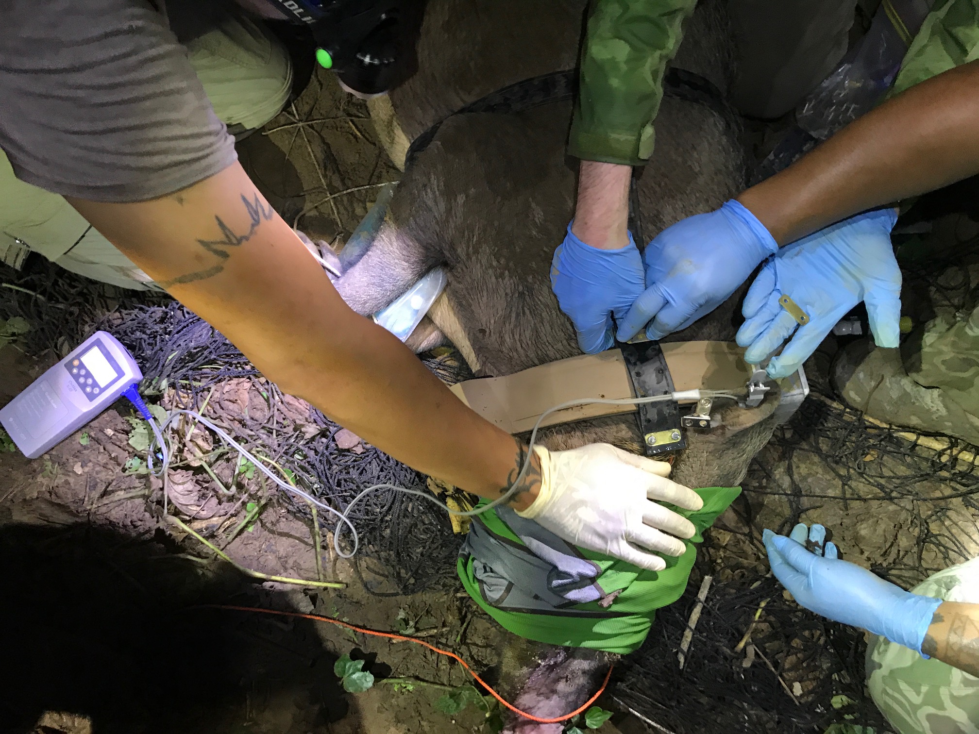 Bearded pig laying down whilst researchers attach a GPS collar to it
