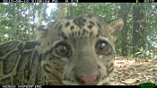 Sunda clouded leopard (Neofelis diardi) 